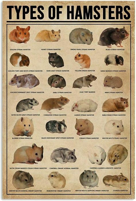 Types Of Hamsters, Kandang Hamster, Chinese Hamster, Hamster Breeds, Hamster Diy, Hamster Life, Hamster Stuff, Hamster Habitat, Poster School