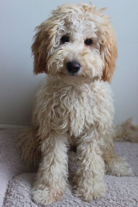 Labradoodle Vs Goldendoodle, Whoodle Puppy, Doodle Love, Labradoodle Puppies For Sale, Labradoodle Puppies, Teacup Puppies For Sale, Australian Labradoodle, Labradoodle Puppy, Mini Goldendoodle