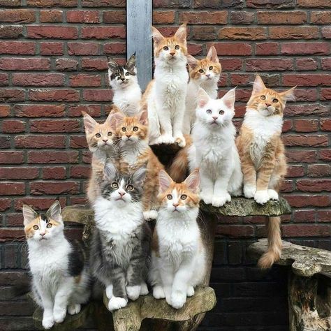 Class Of 2018: This Is How Animal Daycare Class Photos Would Probably Look Like - I Can Has Cheezburger? Group Of Cats, Gatto Carino, Lots Of Cats, Cat Family, Funny Cat Pictures, Cute Cats And Kittens, Cute Kittens, Cats Meow, Maine Coon