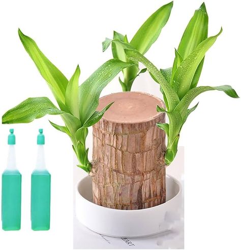 Amazon.com : Brazilian Wood Plant with Flowerpot,Mini Brazil Lucky Wood Plant,Brazilian Wood,Brazilian Lucky Wood Plant,Brazilian Lucky Bamboo Wood Hydroponic Potted Plant Stump,Magical Sprouting Lucky Bamboo Wood : Patio, Lawn & Garden Good Luck, The Family, Brazil, Computer, Wood