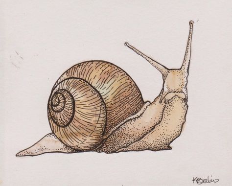 Antique Snail Illustration, Garden Snail Drawing, Snail Reference Photo, Snail Sketch Simple, Sea Snail Drawing, How To Draw A Snail, Snail Drawing Illustrations, Cartoon Snail Drawing, Snail Reference