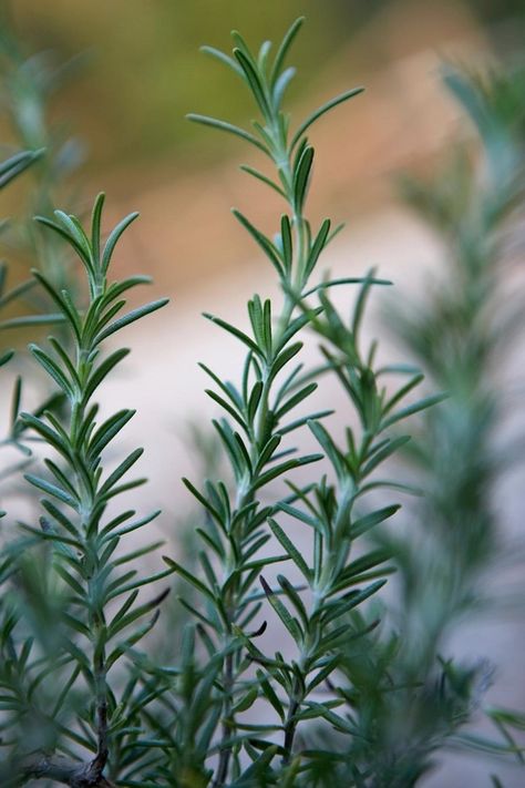 Rosemary Plant Aesthetic, Bedroom Plant Aesthetic, Rosemary Aesthetic, Breakfast Plant Based, Agave Garden, Rosemary Tree, Insect Repellent Plants, Plant Bedroom, Plant Tattoos