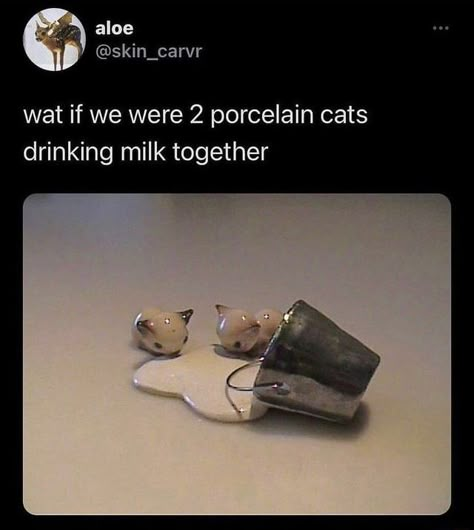 Porcelain Cats, Drinking Milk, Cat Drinking, Two Cats, Drink Milk, Wholesome Memes, Silly Cats, What’s Going On, Tumblr Posts