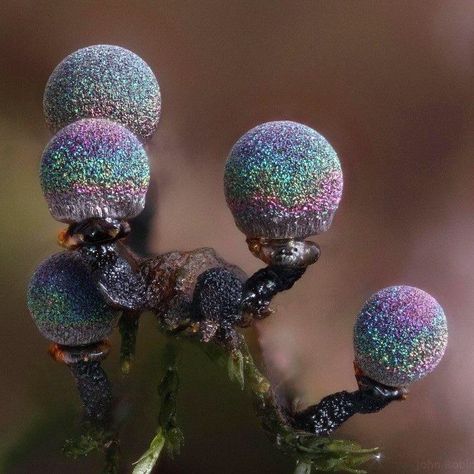 Amethyst Mushroom, Slime Mold, Secret Menu Items, Slime Mould, Secret Menu, Macro Photos, Disco Ball, Tasmania, Amazing Nature