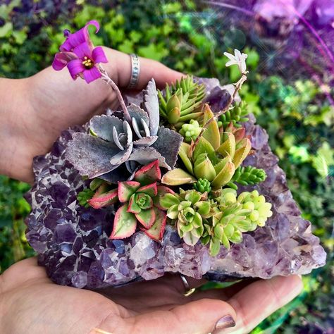 Sage Goddess on Instagram: “Getting these succulents to their new home before summer ends! I'm sure they'll love this amethyst as much as I do ☺️💜 How do you like to…” Sage Goddess, Sacred Space Altar, Crystals Art, Fun Planters, Succulent Garden Diy, Crystal Garden, Tea Light Holders, Intention Candles, Creative Gardening