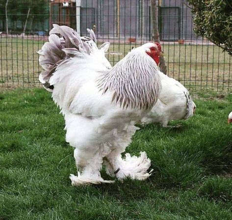 lue Colombian Brahma Rooster Brahma Rooster, Tattoos Pets, Pet Tattoo Ideas, Raising Livestock, Brahma Chicken, Pet Drawings, Rooster Breeds, Ranch Living, Chicken Pictures