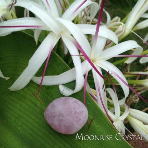 Lavender Quartz | Moonrise Crystals, Feel Loved Rose Quartz Crystal Meaning, Quartz Crystal Meaning, Lavender Rose Quartz, Lavender Quartz, Feel Loved, Lavender Roses, Crystal Meanings, Rose Quartz Crystal, Purple Hues