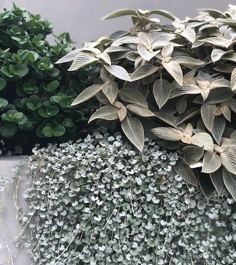 Plants We Love: Strobilanthes Gossypinus/Persian Shield Silver Plants, Coastal Landscaping, Avalon Beach, Silver Plant, Garden Goals, Succulent Landscape Design, Pool Landscape Design, Silver Falls, Garden Inspo