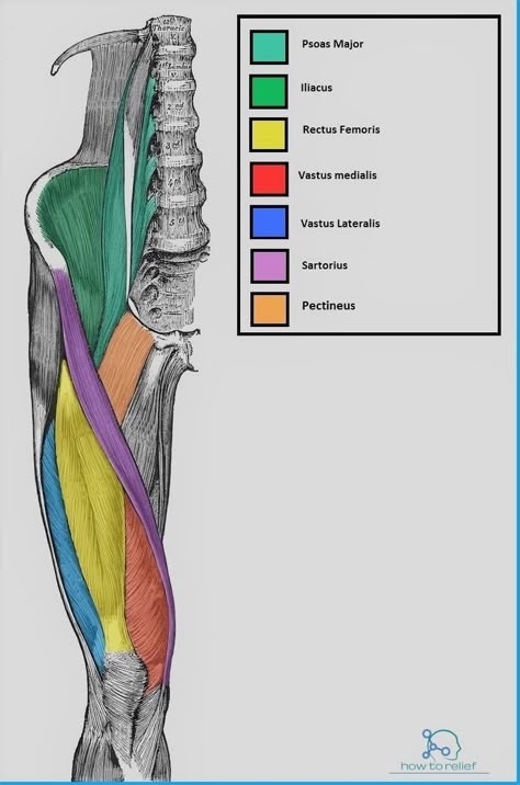 Thigh Muscle Anatomy, Leg Muscles Anatomy, Abdominal Cavity, Rectus Femoris, Quadriceps Femoris, Hip Anatomy, Anatomy Flashcards, Human Skeleton Anatomy, Quad Muscles