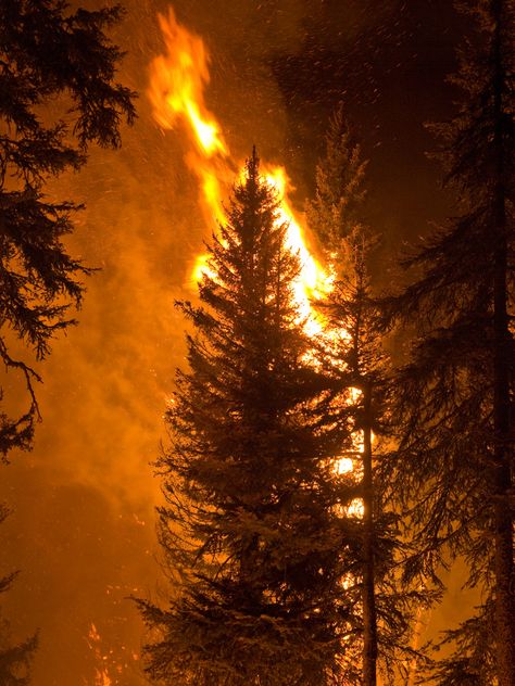 Tree On Fire, Idaho Boise, Burning Tree, Wildland Fire, Wildland Firefighter, Fire Image, Fire Photography, Pastel Sec, Wild Fire