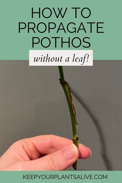 Leggy Pothos Plant, How To Propagate Pothos, How To Plant Pothos Cuttings, Pothos Water Propagation, Pathos Propagation, Vine Propagation, Golden Pothos Propagation, How To Fix Leggy Pothos, Pathos Propagation Water