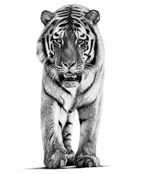 ‘Tiger prowl’ graphite pencil on paper. #tiger #pencildrawing #drawing #picture #art #artist #bigcat #catsofinstagram #wildlife Tiger Sketch, Tiger Tattoo Design, Tiger Drawing, Siberian Tiger, White Drawing, Tiger Art, Tiger Tattoo, A Tiger, Arte Animal