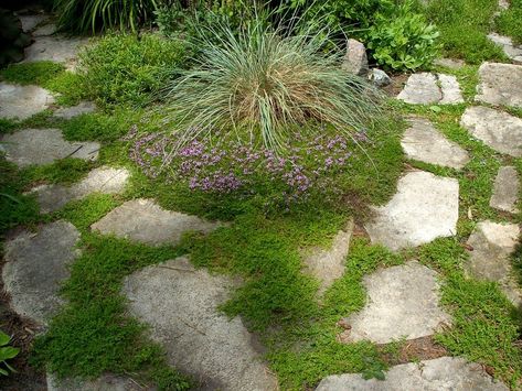 GROWING THINGS: Creeping thyme the ideal ground cover around stones Creeping Thyme Ground Cover, Creeping Ground Cover, Thyme Ground Cover, Rock Walkway, Yard Transformation, Thyme Garden, Lawn Pests, Creeping Thyme, Advice Column