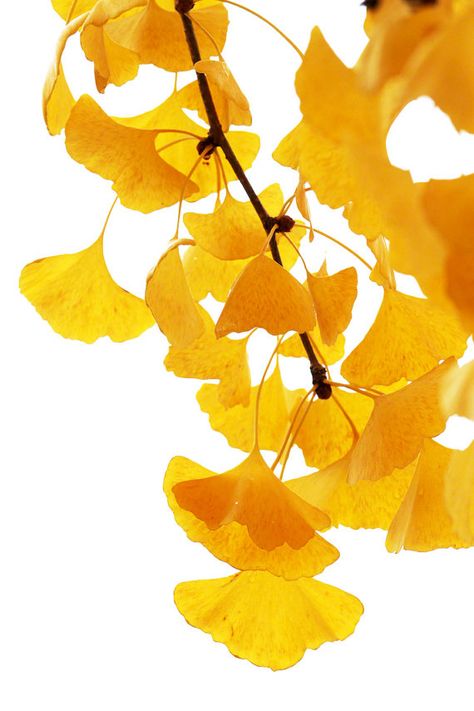 Gingko Art, Ginkgo Art, Ginko Biloba, Japanese Tree, Ginkgo Tree, Gingko Leaves, Leaf Images, Colored Pencil Techniques, Ginkgo Biloba