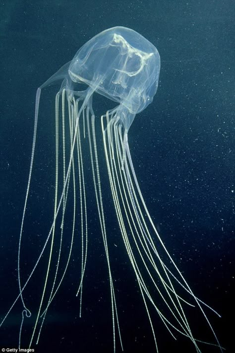 Types Of Jellyfish, Mysterious Sea Creatures, Box Jellyfish, Jellyfish Photo, Jellyfish Pictures, Deadly Creatures, Cnidaria, Dangerous Animals, Carmen Sandiego