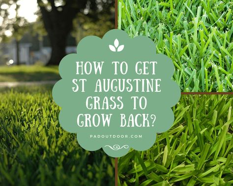 St Augustine Grass Care Florida, St Augustine Grass Care Texas, St Augustine Grass Care, St Augustine Grass, Grass Fertilizer, Lawn Food, Grass Alternative, Weeds In Lawn, Lawn Fertilizer