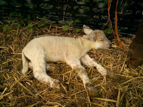 A Sleeping Lamb Lamb Laying Down Drawing, Lamb Laying Down, Sleeping Lamb, Cinematic Photography, Big Canvas, Big Canvas Art, Art Reference, Sleep, Canvas Art