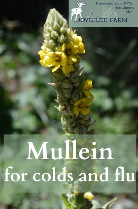 Mullein is an important plant of waste places and spent pastures. It thrives in harsh environments, so it can help you when things get harsh. Farm Diy, Outdoor Herb Garden, Diy Herb Garden, Natural Kitchen, Tall Flowers, Preventative Health, Flower Spike, Growing Fruit, Growing Herbs