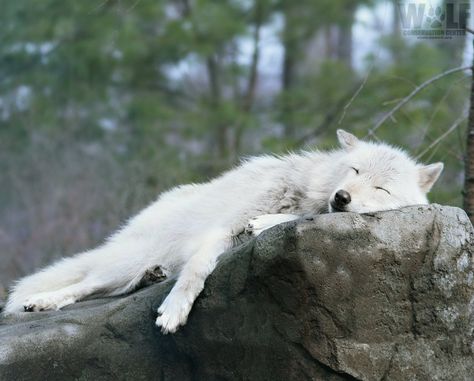 Wolf Conservation Center on Twitter: "Mood.  #TuesdayMotivation… " Sleeping Wolf, Wolf Poses, Wolf Conservation Center, Wolf Husky, Wolf Hybrid, Wolf Images, Wolf Stuff, Wolf Painting, Wolf Photos