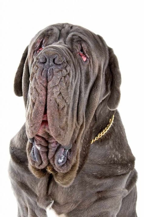 British Mastiff, Neo Mastiff, Mastiff Dog Breeds, Mastiff Breeds, Giant Dog Breeds, Dog Breeds List, Mastiff Puppies, Big Dog Breeds, Ugly Dogs