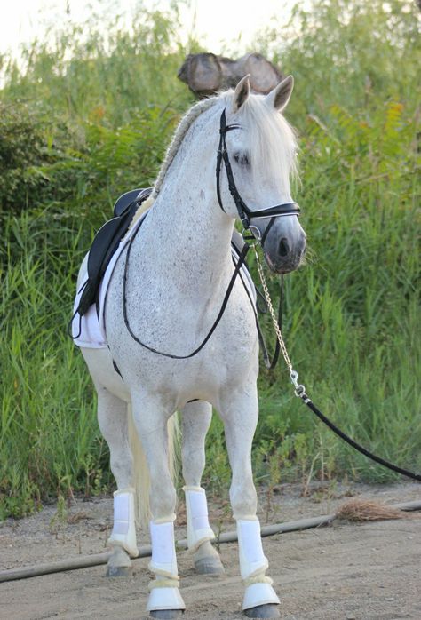 Fleabitten Horse, Fleabitten Grey Horse, Lusitano Horse, Grey Horse, Most Beautiful Horses, Horse Breeds, Beautiful Horses, Most Beautiful, Horses