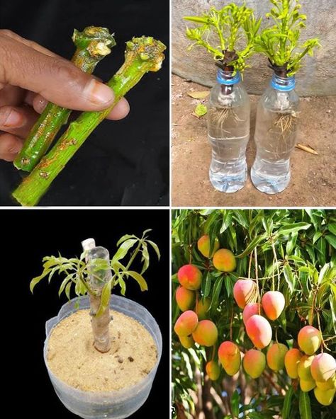 Grow Mango, Mango Trees, Mango Tree, Diy Plants, Pruning Shears, How To Grow, In Water, Glass Jar, Glass Jars