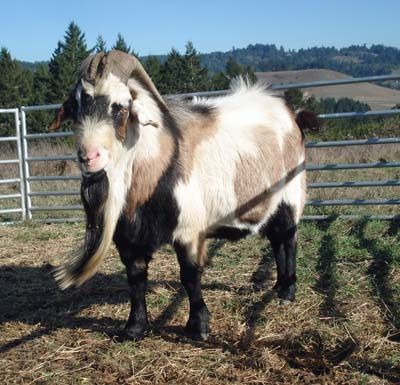 Meat Goats, Kiko Goats, Goat Ideas, Raising Livestock, Goats For Sale, Boer Goats, Goat Meat, Native Language, Anatolian Shepherd