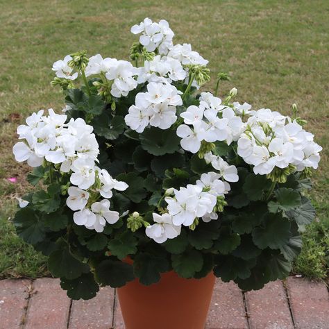 Geranium Grandeur Power White | Mirror Garden White Geraniums, Mirror Garden, Bedding Plant, Geranium Plant, Savage Garden, Organic Compost, Red Geraniums, British Garden, White Plants