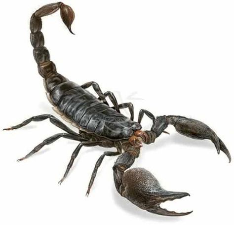 Scorpion Pictures, Emperor Scorpion, Spinner Rings Womens, Dekoratívne Vence, Blackout Tattoo, Full Sleeve Tattoo Design, Scorpion Tattoo, Animal Study, Illustration Portfolio