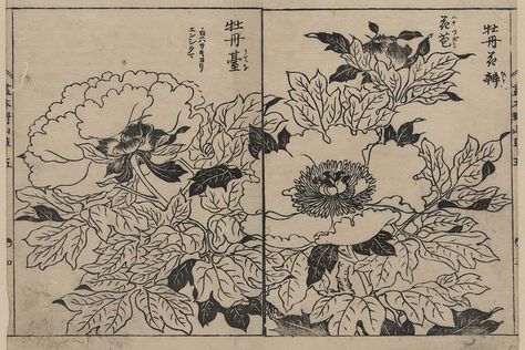 Peony blossom woodcut print, 1755, Japanese Japanese Artwork, Japanese Woodblock, Art Japonais, Korean Art, Buy Wall Art, Art Et Illustration, Japanese Woodblock Printing, Japan Art, Japanese Prints