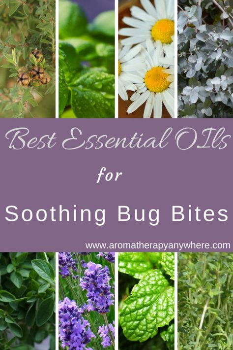 Best Essential Oils for Soothing Bug Bites Herbs For Bug Bites, Essential Oils For Spider Bites, Essential Oils For Bug Bites, Oils For Bug Bites, Essential Oils Bug Bites, Essential Oils For Fleas, Bug Bite, Spider Bites, Aromatherapy Benefits