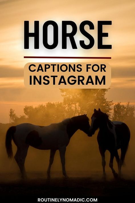 Horses at sunset with words horse captions for Instagram Horse Riding Quotes Funny, Horse Mom Quotes, God And Horses Quotes, Pony Quotes Cute, Equestrian Quotes Funny, Quotes For Horses, Horse Best Friend Quotes, Quotes About Horse Riding, Horse Ig Captions