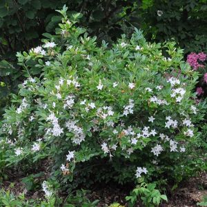 Swamp Azalea, Garden Design Plans, Foundation Planting, Native Plants, Garden Plants, Garden Design, Blossom, Flowers, Plants