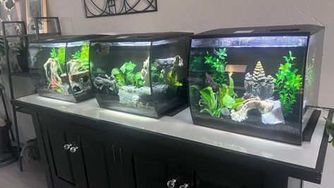 We have 4 (1 at work) 15 gallon fluval flex tanks, each with 1 male betta, 3 corydoras, and 1 rabbit snail. We have perfected maintaining these over 4 years and still love and recommend this aquarium. Fluval Flex 9 Gallon Aquascape, Fluval Flex 9 Gallon, Fluval Flex Aquascaping, 15 Gallon Fish Tank Ideas, Betta Aquarium, Fresh Water Fish Tank, Indoor Plant Care, Freshwater Fish, Plant Care