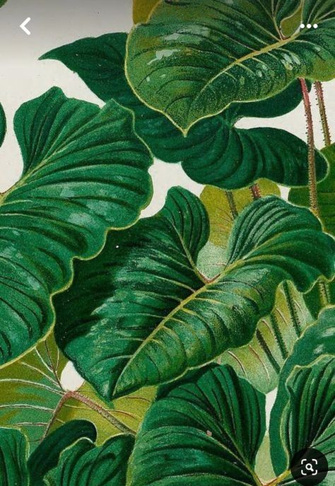 숲 사진, Pastel Home Decor, Jungle Art, Dark Green Aesthetic, Green Paintings, Jungle Wallpaper, Green Photo, Plant Painting, Landscaping Tips