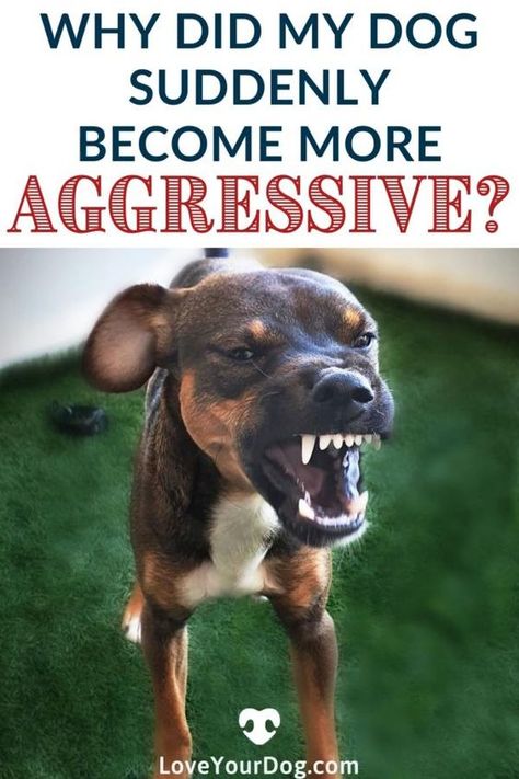 Did your dog suddenly become aggressive to you, or another animal? Perhaps it became aggressive to someone else in your home? Dog Training Aggression, Puppy Training Schedule, Pet Sitting Business, Dog Behaviorist, Fast Life, Easiest Dogs To Train, Dog Behavior Problems, Word Poster, House Training Dogs