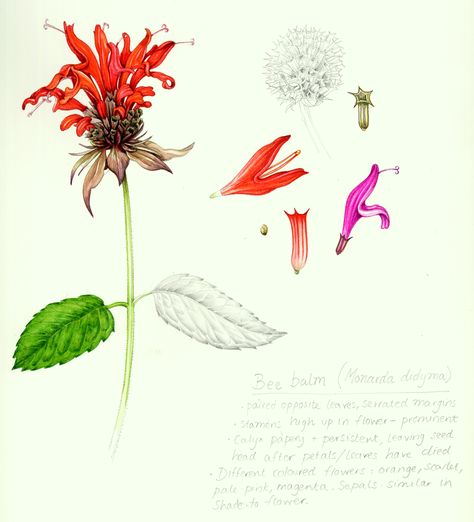 Bee balm Monarda sketchbook study - Lizzie Harper Draw Bee, Bee Balm Flower, Wild Bergamot, Red Bee, Botanical Sketchbook, Periwinkle Flowers, John Ruskin, Bee Balm, Garden Journal