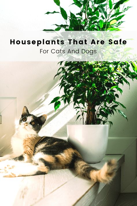 Houseplants That Are Safe For Cats And Dogs Cat Safe House Plants, Beginner Plants, Pet Friendly House Plants, Safe House Plants, Houseplants Safe For Cats, Cat Friendly Plants, Toxic Plants For Cats, Cat Safe Plants, Air Purifying House Plants