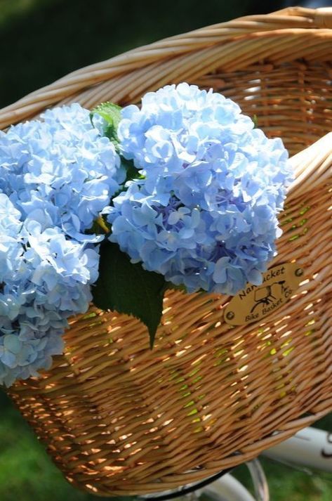 Hydrangea Cottage, Hydrangeas Blue, Blue Garden, Blue Hydrangea, Photography Pictures, Beautiful Photography, Hydrangea, My Favorite, Cottage