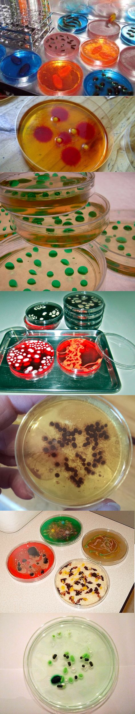 A few fun examples of how to decorate disgusting Halloween Petri Dish Jello Shots! Halloween Petri Dish, Petri Dish Jello Shots, Shots Vodka, Jello Shots Vodka, Vampire Ball, Halloween Apothecary, Halloween Dishes, Halloween Sweets, Science Party