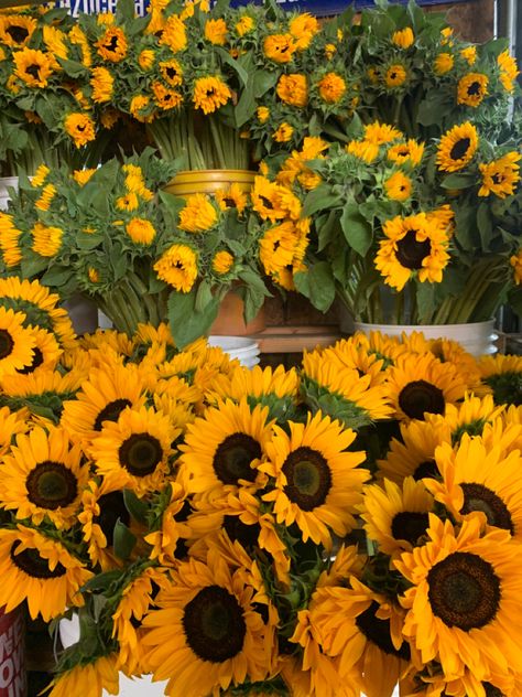 Sunflowers 
Sunflower bouquet 
Flower shop
LA flower market Bunch Of Sunflowers, Sunflower Facts, Sunflower Nursery, Sunflower Illustration, Sunflower Centerpieces, Sunflower Photography, Sunflower Arrangements, Sunflowers Background, Sunflower Drawing