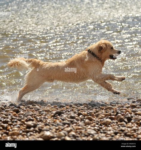 Download this stock image: golden retriever running in sea - HNAN1G from Alamy's library of millions of high resolution stock photos, illustrations and vectors. Golden Retriever Running, Dog Photography Poses, Golden Dogs, Running Photos, Cat Stretching, Golden Dog, Dog Photography, Animal Art, Golden Retriever