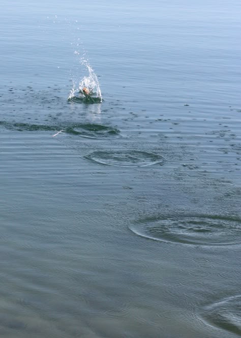 perfect the art of skipping stones. . . Rock Skipping On Water, Skipping Rocks Aesthetic, Sinking In Water, Jennifer Hartmann, Skipping Rocks, Skipping Stones, Skimming Stone, Peaceful Places, Project 365