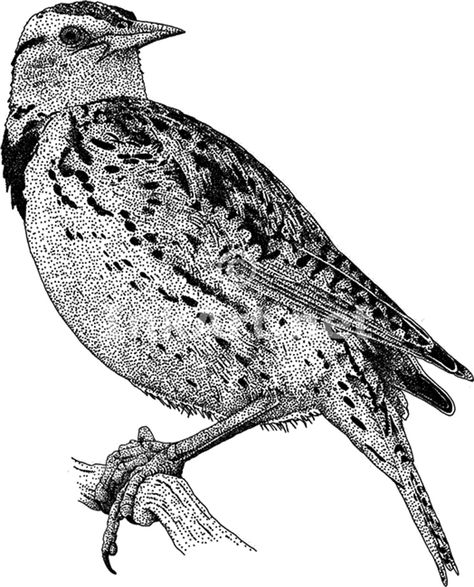 The western meadowlark has a bright yellow chest with a black, V-shaped band. It is about the size of a robin. The meadowlark lives in open grasslands and sings a beautiful flute-like melody. Photograph courtesy http://www.drawingsomeone.com/ Meadowlark Bird, Western Meadowlark, Animal Design Illustration, Realistic Illustration, Stippling Art, Animal Drawings Sketches, A Robin, Black And White Art Drawing, Bird Drawings