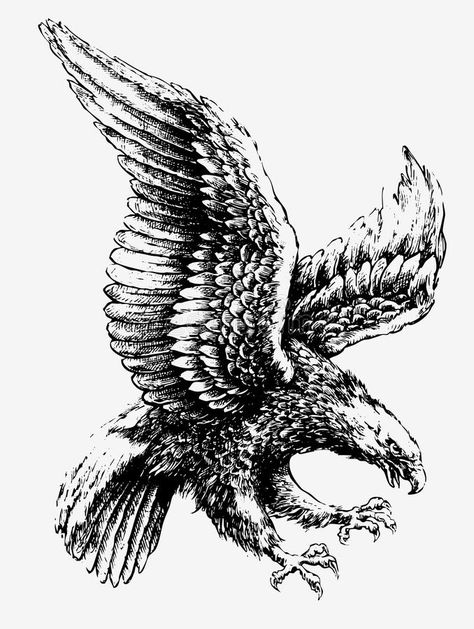 Dragon Tattoo Vector, Eagle Sketch, Eagle Cartoon, Asian Dragon Tattoo, Eagle Vector, Eagle Drawing, Owl Vector, Ancient Goddesses, Animal Images