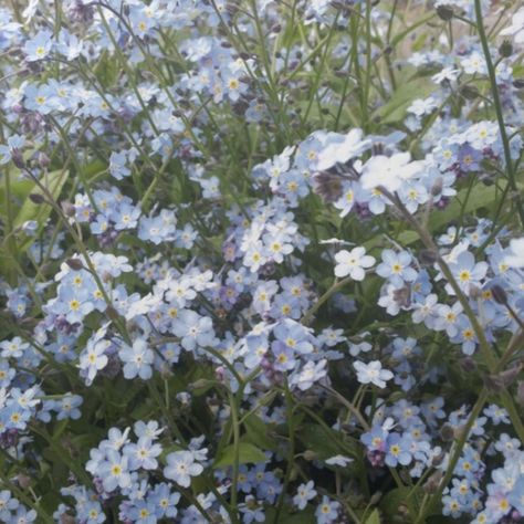 Touch Me Not Flowers, Forget Ne Not Flowers, Spring Blue Aesthetic, Cottagecore Blue Aesthetic, Light Blue Flowers Aesthetic, Forget Me Not Field, Blue Spring Aesthetic, Forget Me Not Aesthetic, Forget Me Nots Aesthetic