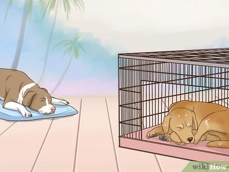 4 Ways to Keep Dogs in the Same House from Fighting - wikiHow First Aid For Dogs, Aggressive Behavior, Multiple Dogs, Two Dogs, Little Dogs, First Aid, For Dogs, Puppies, At Home