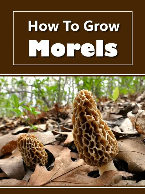 How To Grow Morel Mushrooms How To Grow Morel Mushrooms, How To Grow Mushrooms At Home, Mushrooms In Garden, Nail Mushroom, Mushrooms In Forest, Growing Morel Mushrooms, Moral Mushrooms, Tattoo Mushroom, Grow Mushrooms At Home