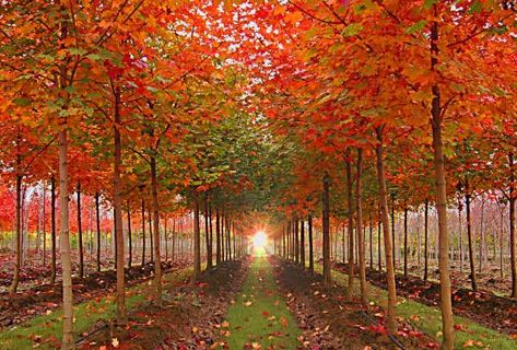 Red Sunset Maple, Autumn Blaze Maple, Screen Plants, Urban Forest, Forest Nursery, Red Sunset, Ornamental Trees, Shade Trees, Deciduous Trees