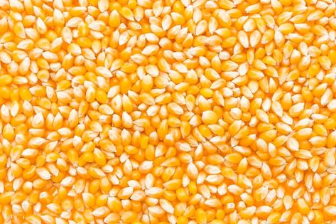 Free photo corn cob seed | Free Photo #Freepik #freephoto #corn-background #sweetcorn #corn #maize Popcorn Seeds, Creme Puff, Dried Corn, Corn Seed, Yellow Corn, White Corn, Corn Kernel, Corn On Cob, Seed Company